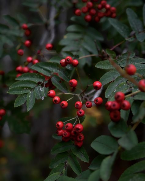 Rowan Flower, Rowan Tree Aesthetic, Rowan Tree Meaning, Rowan Plant, Scottish Autumn, Rowan Tree Painting, Rowan Branch, Sona Inspiration, Scottish Folklore