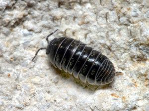 Pillbugs - Insects in the City Garden Pests Identification, Pill Bug, Doodle Bugs, Cool Insects, Cardinal Flower, Garden Site, Bug Boy, Cool Bugs, Garden Insects