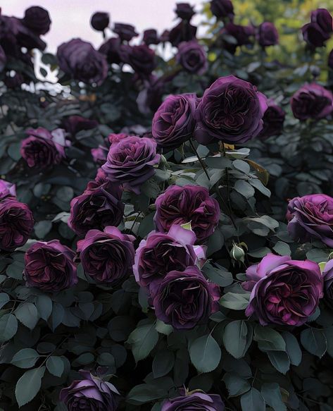 Lavender And Red Aesthetic, Purple Kingdom Aesthetic, Purple Victorian Aesthetic, Purple Garden Aesthetic, Dark Purple Flowers Aesthetic, Purple Rose Aesthetic, Lilian Aesthetic, Gothic Garden Aesthetic, Purple Roses Aesthetic