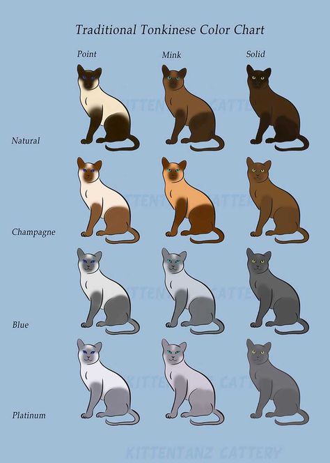 Colorpoint Cat, Cat Genetics, Tonkinese Kittens, Tonkinese Cat, Tonkinese, Cat Anatomy, Kittens For Sale, Siamese Kittens, Kitten For Sale