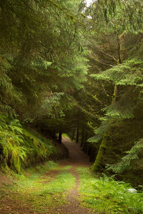 Green Gap in Avia. #TobyFletcher. Nature Photography Forest, Green Adventure, Photography Forest, Forest Wood, Adventure Hiking, Forest Trail, Forest Road, Forest Path, Walk In The Woods