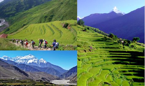 Academic Poster, Harvest Day, Farming System, Vegetable Farming, Coffee Farm, Fish Farming, Site Visit, Fish Ponds, Scenic Beauty