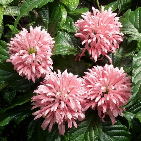 Pink Brazilian Plume Flowers This is a pic of the new plant I bought. It is not blooming yet but it will ! Lincoln Park Conservatory, Trellis Fence, Arbors Trellis, Lincoln Park, Woodland Garden, Rare Flowers, Garden Pathway, Flowers Pink, Perennial Garden