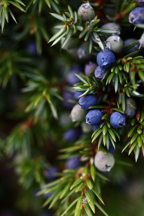 Nature, Winter Berry Aesthetic, Winter Flowers Illustration, Juniper Art, Witch Backdrop, Witchcraft Runes, Berries Aesthetic, Real Witchcraft, Berries Photography