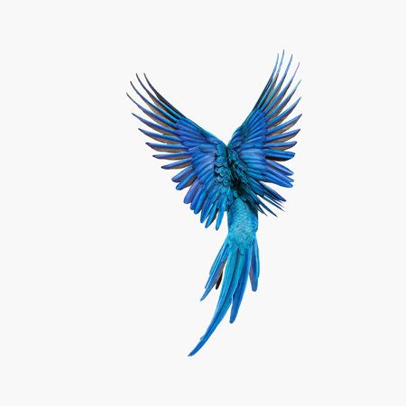 Whisper Editions » ANDREW ZUCKERMAN » Spix’s Macaw 161 Macaw Tattoo, Macaw Art, Parrot Tattoo, Parrot Wings, Blue Macaw, Worlds Finest, Macaw Parrot, White Backgrounds, Bird Book