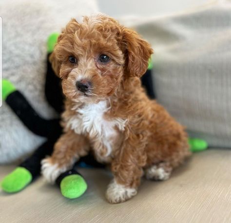 Poodle puppies available here for sale Teacup Poodle Puppies, Toy Poodle Puppy, Teacup Poodle, Tea Cup Poodle, Toy Poodle Puppies, Poodle Puppies, Dream Dog, Poodle Puppy, Toy Poodle