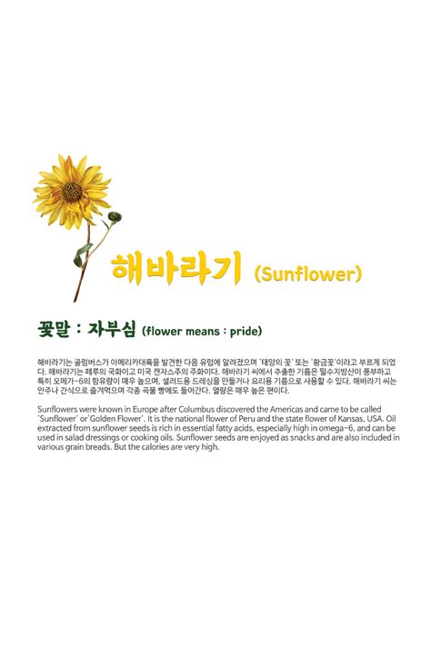 Sunflowers were known in Europe after Columbus discovered the Americas and came to be called'Sunflower' or 'Golden Flower'. flower means : pride Meaning Sunflower, Sunflower Meaning, Sunflower Quotes, Anime Real Life, Flower Language, Korean Alphabet, Cosmos Flowers, Flowers Drawing, Flower Meanings