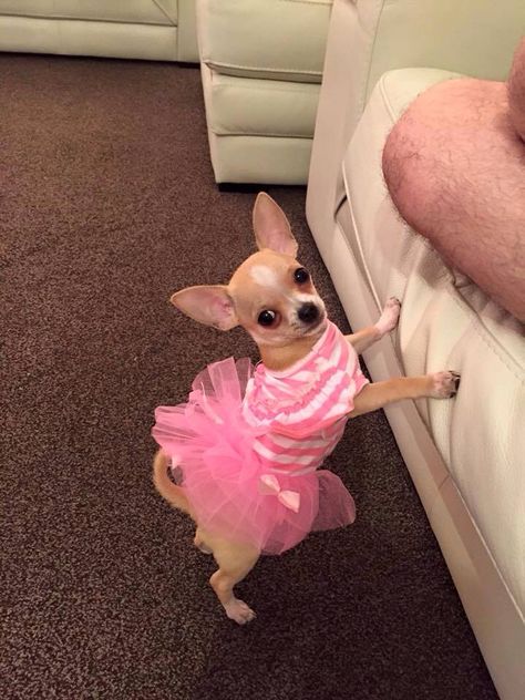 What a cute little princess! Chiwawa Puppies, Puppy Room, Teacup Chihuahua Puppies, Chihuahua Clothes, Pink Puppy, Really Cute Puppies, Princess Dog, Cute Chihuahua, Fotografi Editorial