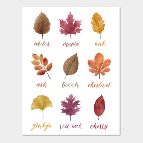 A chart of different leaves in different colours, painted in watercolour style. -- Choose from our vast selection of art prints and posters to match with your desired size to make the perfect print or poster. Pick your favorite: Movies, TV Shows, Art, and so much more! Available in mini, small, medium, large, and extra-large depending on the design. For men, women, and children. Perfect for decoration. Leaf Print Art, Different Leaves, Fall Greeting Cards, Christian Fall, Flower Words, Fall Palette, Watercolor Pumpkins, Fall Watercolor, Field Notes