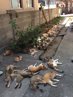 Cats Rule Japan's Aoshima Island, Also Known as "Cat Island" | Catster Aoshima Island, A Bunch Of Cats, Bunch Of Cats, Catnip Plant, Cat Island, Ehime, Cats Rule, Lots Of Cats, Kitten Pictures