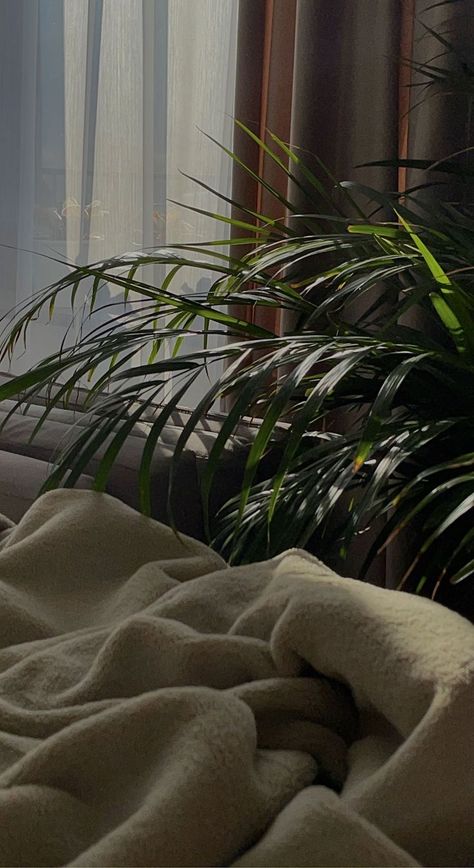 #cozy #bed #morning #bedding #goldenhour #plant #aesthetic Morning Pictures In Bed, Morning Bed Aesthetic, Cozy Morning Aesthetic, Morning Bed, Bed Picture, Morning Cuddles, Normal House, Morning Aesthetic, Cozy Morning