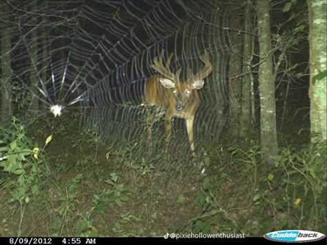 Trail Cam, Trail Cameras, The Cardigans, Trail Camera, Southern Gothic, Pretty Animals, November 8, Oh Deer, Zoology