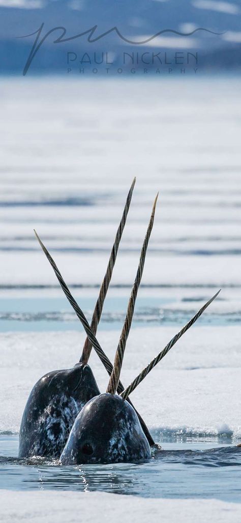 Narwhal Photo, Childe Aesthetic, Narwhal Real, Paul Nicklen, Aesthetic Genshin, Animal Encounters, A Seal, Family Camping Trip, Arctic Animals