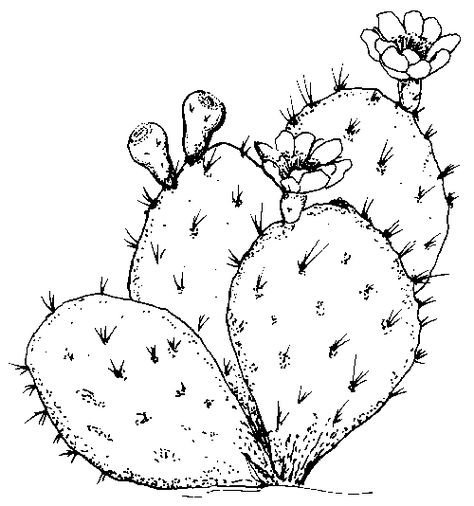 90f6ceb5491d0e3ad7f3ffaa9f92e214.gif (500×534) Texas Symbols, Cactus Paintings, Cactus Drawing, Cactus Painting, Texas Art, Prickly Pear Cactus, Cactus Art, Saguaro Cactus, Plant Drawing