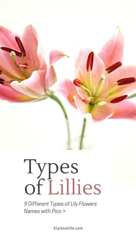 lily flowers
lillies
types of lillies Type Of Lily Flowers, Types Of Lily Flowers, Types Of Lillies, Lily Types, Lily Name, Different Types Of Lilies, Lilly Plants, Growing Lilies, Types Of Lilies