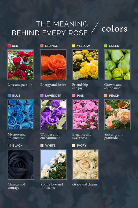 Roses aren’t just beautiful—each color carries a special meaning. Which rose color resonates with you most and why? 🌹 Rose Colour Meaning, Rose Color Symbolism, Purple Rose Meaning, Desert Rose Meaning, Rose Incense Meaning, Rose Color Meanings, Color Meanings, Just Beautiful, Rose Color