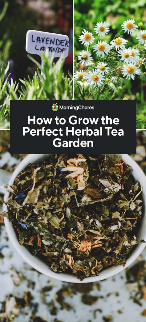 Herbal Tea Garden, Herbal Tea Benefits, Diy Herb Garden, Herb Garden Design, Herbal Teas Recipes, Organic Vegetable Garden, Herbal Tea Blends, Herb Tea, Organic Gardening Tips