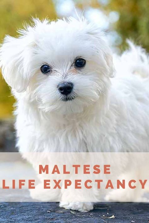 Maltizu Dog, Maltese Dogs Haircuts Teddy Bears, Maltese Dogs Full Grown, Groomed Yorkie, Maltese Haircut Hairstyles, Maltichon Puppies, Malshi Dogs, Maltese Dog For Sale, Maltese Puppy Cut