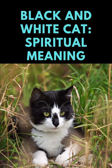 Black Cat Spiritual, Cat Spiritual Meaning, Black Cat Meaning, Cat Symbolism, Cat Spirit Animal, Native American Beliefs, Black Cat Superstition, Black Cat Appreciation Day, Cat Spirit