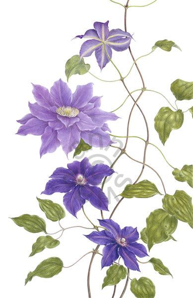 Flower Drawing Ideas, Contemporary Botanical Art, Simple Flower Drawing, Easy Flower Drawings, Delphinium Flowers, Clematis Flower, Clematis Vine, Flower Drawing Tutorials, Art Colour