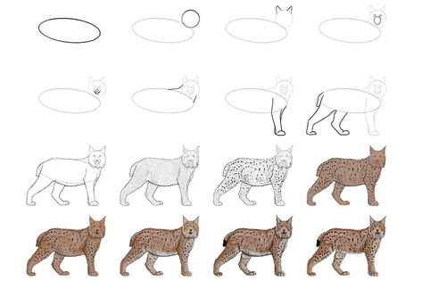 How to Draw a Lynx - Create a Majestic and Stealthy Lynx Sketch Lynx Anatomy, Lynx Drawing, Shades Of Brown Paint, Fur Texture, Create Drawing, Face Sketch, Brown Paint, Painting Medium, Body Drawing