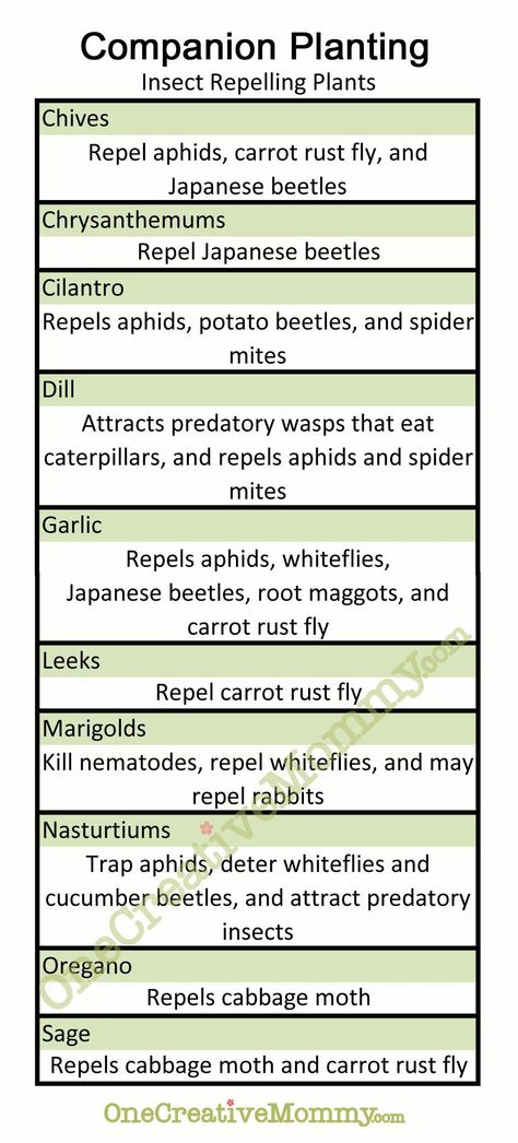 companion planting chart | Companion #Planting--Which #Garden Plants Repel #Bugs? {Free ... Botanical Library, Sebring Florida, Planting Chart, Farming Tips, Companion Planting Guide, Companion Planting Chart, Gardening For Dummies, Companion Gardening, Garden Companion Planting