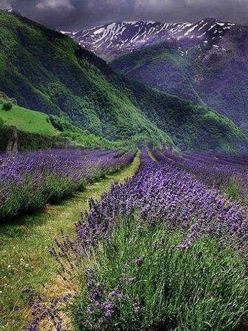 forever Tulip Field, Mountain Aesthetic, Green Scenery, Lavender Aesthetic, Tulip Fields, Creative Painting, Evergreen Shrubs, Green Mountain, Lavender Fields