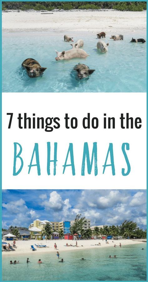 Planning a trip to the Bahamas? Don't miss these 7 amazing things to do in the Bahamas that will make your Bahamas vacation unforgettable! Bahamas Family Vacation, Bahamas Eleuthera, Bahamas Exuma, Tropical Vacation Destinations, Ship Wreck, Exuma Bahamas, Travel International, Swimming Pigs, Bahamas Travel