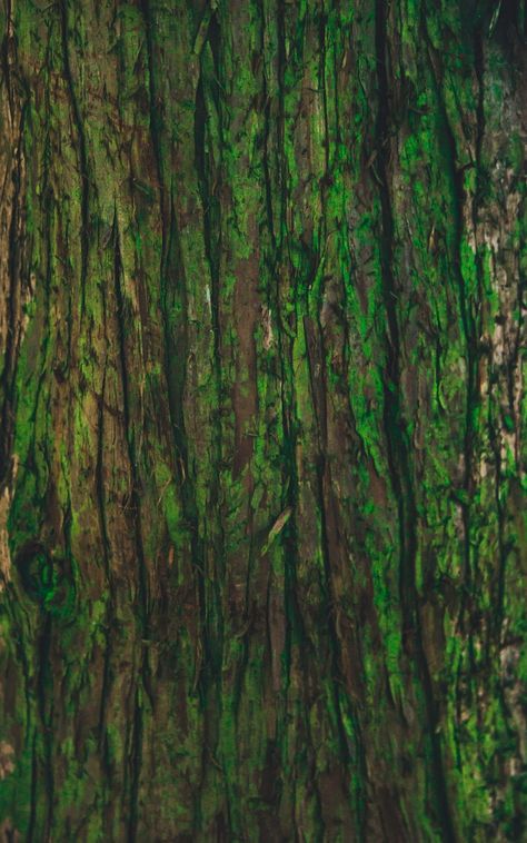 #bark #green #texture #tree #Textures. Read more: https://wallpapershd.info/wallpaper-tree-bark-texture-green-1584587584.html Check more at https://wallpapershd.info/wallpaper-tree-bark-texture-green-1584587584.html Tree Bark Wallpaper, Wallpaper Tree, Tree Bark Texture, Jungle Tree, Plant Texture, Bark Texture, Fantasy Tree, Tree Textures, Hand Painted Textures