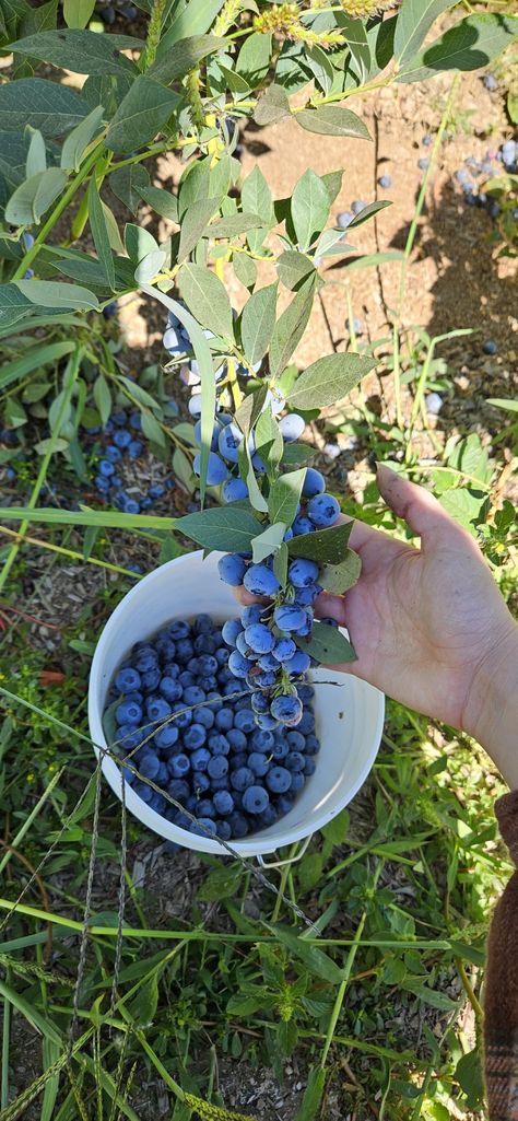 A hand lifts a blueberry branch Ober a bucket full of Oregon blueberries on a farm. Blueberry Picking Photoshoot, You Pick Berry Farm, August Vision Board, Berry Picking Aesthetic, Blueberry Picking Aesthetic, Blueberries Aesthetic, Blueberry Picking Pictures, Gwen Aesthetic, Picking Blueberries Aesthetic