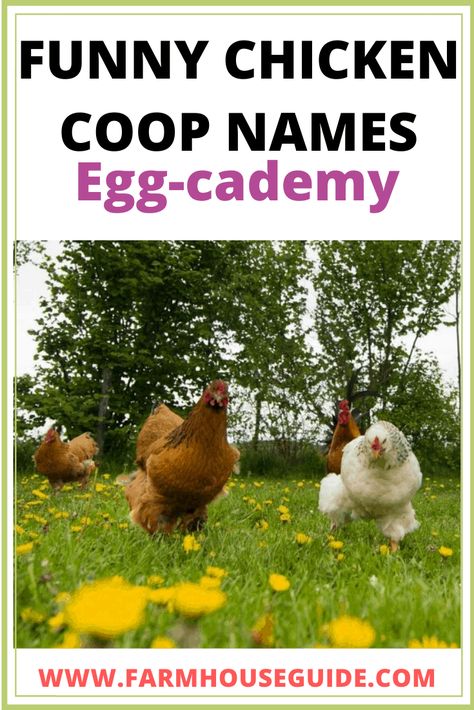 190+ Name Ideas for a Chicken Coop | Farmhouse Guide Signs For Chicken Coop, Chicken Coop Names, Funny Chicken Coop, Quail Coop, Chicken Brooder, Cute Chicken Coops, Duck Coop, Chicken Pictures, Chicken Coop Signs