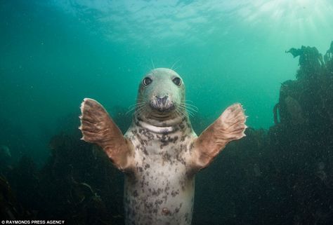 Spencer Burrows, another underwater photographer, was approached by another grey seal in the same area, who held his arms out for a hug Nature, Dolphin Photos, Grey Seal, Elephant Seal, Underwater Photographer, A Seal, Aquatic Animals, Marine Mammals, Silly Animals