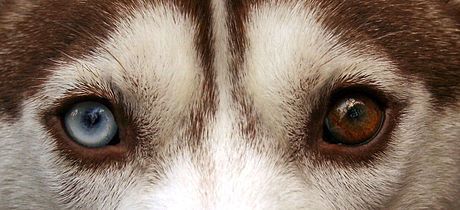 Heterochromia - dogs with two differently colored eyes.  [from Wikimedia Commons] Husky Eyes, Puppy Husky, Red Husky, Different Colored Eyes, Dream Dog, Siberian Huskies, A Husky, Amazing Artwork, Dog Eyes