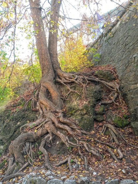 Gnarled Tree, Weird Trees, Fallen Tree, Twisted Tree, Tree Root, Tree Sketches, Old Tree, Old Trees, Land Of Enchantment