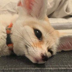 sarou 🌙 on Twitter: "https://t.co/J3Tfdfc9u3" / Twitter Fox, 1989 Tv, Fennec Fox, Tv, On Twitter, Twitter