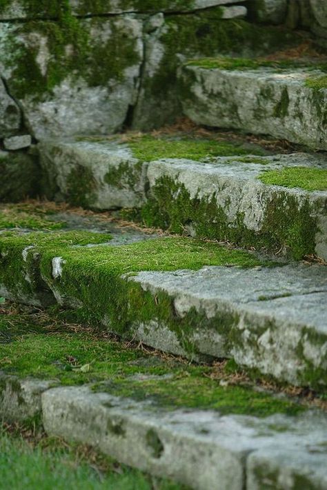 Moss Growing, Stone Steps, Garden Steps, Moss Garden, Purple Home, Dragon Age, Garden Paths, Urban Garden, Country Cottage