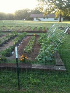 Idea for cucumber tr Small Vegetable Gardens, Budget Garden, Garden Types, Veg Garden, Home Vegetable Garden, The Secret Garden, Garden Yard Ideas, Vegetable Garden Design, Garden Bed