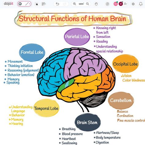 Structural Functions of Human Brain

#StructuralFunctions #BRAINWAVES #Brain #HumanBrain #LeftBrain #RightBrain #UXUIDesign #BrainArmstrong #Design #Education #Learn #Braintypes
 
https://pub.dojoit.com/LJFC86y1/Structural-Functions-of-Human-Brain

#dojoit #onlinewhiteboard

Did you find it amusing? 🤔. Save and Share it. Brain Structure And Functions, The Human Brain Anatomy, The Brain Psychology Notes, Brain Functions Diagram, Part Of Brain And Function, Lobes Of The Brain And Function, Parts Of The Brain And Its Function, Brain Function Chart, Structure Of The Brain