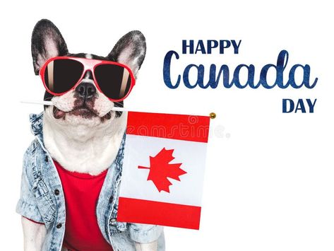 Happy Canada Day. Canadian Flag and cute puppy stock photography Happy Canada Day, Canadian Flag, Black Invitation, Canada Day, Cute Puppy, Studio Shoot, Cute Puppies, Stock Photography, Bulldog