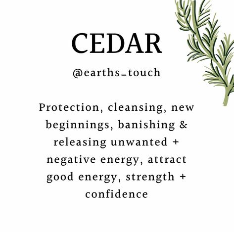 Cypress Magical Properties, Magical Properties Of Cedar, Cedar Spiritual Meaning, Cedar Wood Spiritual Meaning, Pine Needle Witchcraft, Cedar Magical Properties, Cedar Witchcraft, Cedar Meaning, Cedar Properties