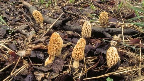 Morel Mushroom Hunting, Mushroom Species, Mushroom Kits, Morel Mushrooms, Mushroom Grow Kit, Morel Mushroom, Edible Mushrooms, Mushroom Hunting, Grow Kit