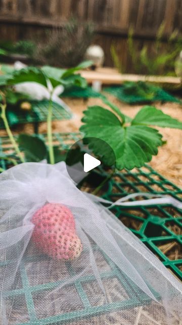 How To Protect Strawberry Plants, Protecting Strawberry Plants, Strawberry Garden, Strawberry Plants, In Addition, Companion Planting, Kitchen Garden, Grow Your Own, Spring Garden