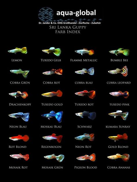 Tartaruga Habitat, Fish Chart, Tanaman Air, Fish Aquarium Decorations, Ikan Air Tawar, Fish Keeping, Tropical Fish Tanks, Tropical Fish Aquarium, Tropical Freshwater Fish