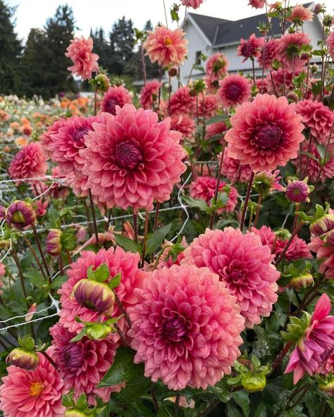 Dahlia Flowers Garden, Growing Dahlias Zone 6, Types Of Dahlias Flower, Growing Dahlias From Seed, Dahlia Beds, Dahlia Gardens, Daliah Flower, Dahlia Field, Florist Life