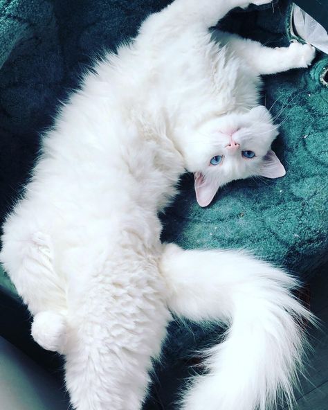 Albino Cat, Angora Cat, Turkish Van Cats, Turkish Angora Cat, Most Popular Cat Breeds, Popular Cat Breeds, Angora Cats, Turkish Angora, Most Beautiful Cat