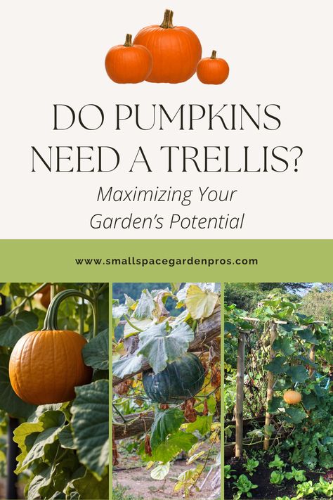 Curious if pumpkins need a trellis? Discover how vertical gardening can transform your pumpkin patch! Our guide explains how using a trellis can save space, reduce pests, and prevent rot, making it ideal for small gardens or urban spaces. Learn the benefits and get step-by-step tips to grow healthy, thriving pumpkins vertically. Perfect for maximizing your garden's potential! #PumpkinGardening #VerticalGardening #GardeningTips #SmallSpaceGardening #HomeGarden #UrbanGardening Pumpkin Trellis, Vertical Trellis, Creeping Vines, Pumpkin Varieties, Pumpkin Vine, Planting Pumpkins, Large Pumpkins, Growing Pumpkins, Diy Trellis