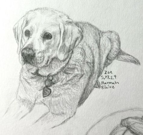 quick sketch of my dog, zoe 🧸🌱 artist: made by me art made on 5.17.24 • • • #artist #art #artistsoninstagram #sketch #traditionalart #labrador #dailysketch #pencilart Quick Sketch, Dog Drawing, Pencil Art, Traditional Art, Labrador, Nature Inspiration, Dogs, Drawings, Instagram