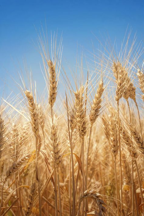 Wheat field. In summer close up , #Sponsored, #field, #Wheat, #close, #summer #ad Iphone Wallpaper Vsco, Fall Clip Art, Fields Of Gold, Church Poster, Wheat Fields, Face Sketch, Cool Pictures Of Nature, Wheat, Nature Photos