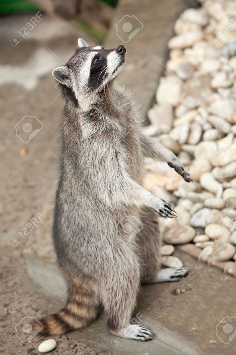 Raccoon Standing, Racoon Tattoo, Cute Raccoon, Trash Panda, Ceramics Projects, Racoon, Sweet Animals, Book Characters, Cute Funny Animals