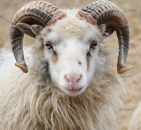 Old Norwegian sheep | Hilgunn Anita Iversen | Flickr Sheep Reference, Sheep With Horns, Dall Sheep, Regard Animal, Sheep Head, Tattoo Nature, Animals Tattoo, Tattoo Aesthetic, Sheep Breeds